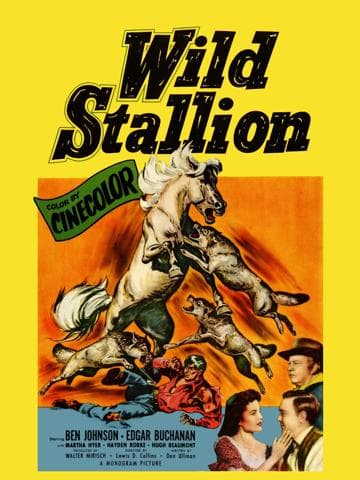 Wild Stallion