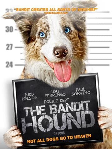 The Bandit Hound