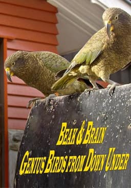 Beak & Brain - Genius Birds from Down Under