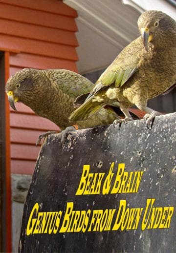 Beak & Brain - Genius Birds from Down Under