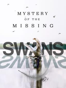 Swans: Mystery of the Missing