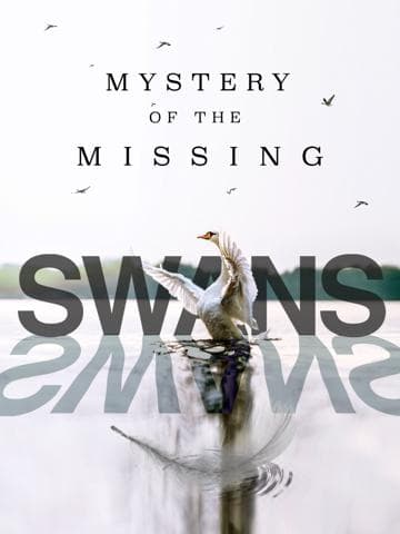 Swans: Mystery of the Missing