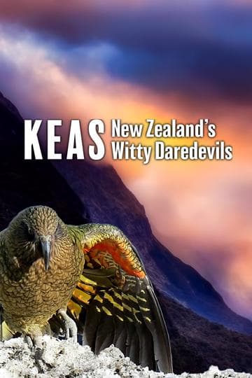 Keas - New Zealand's Witty Daredevils