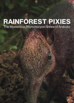 Rainforest Pixies: The Mysterious Rhynchocyon Shrew of Arabuko