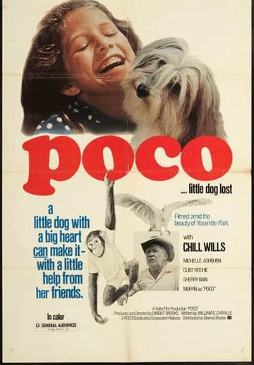 Poco… Little Dog Lost