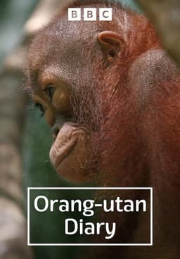 Orangutan Diary