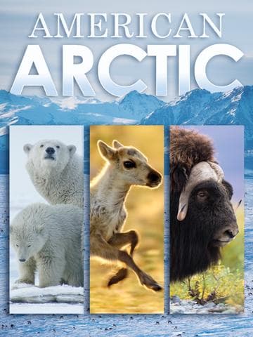 Nature: American Arctic