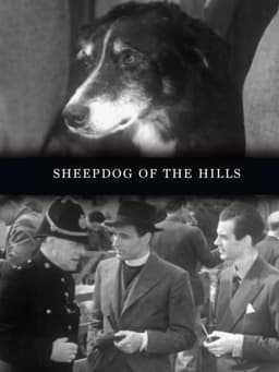 Sheepdog of the Hills