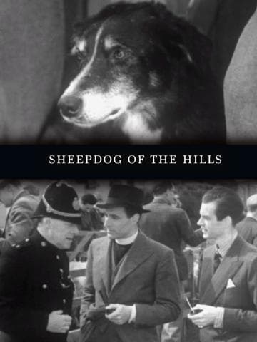 Sheepdog of the Hills