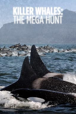 Killer Whales: the Mega Hunt