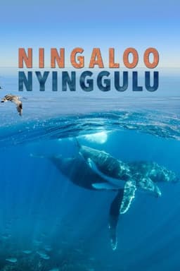 Ningaloo Nyinggulu