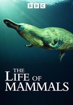 The Life of Mammals