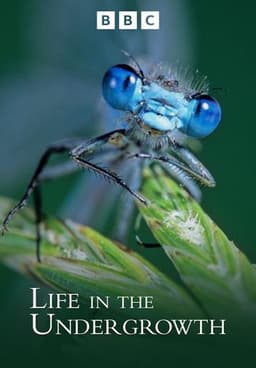 Life in the Undergrowth