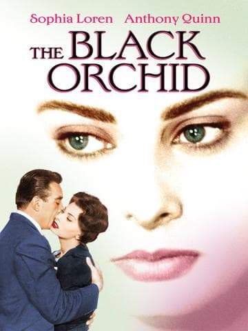 The Black Orchid