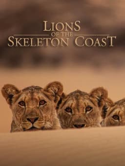 Lions of the Skeleton Coast