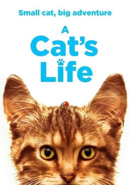 A Cat's Life